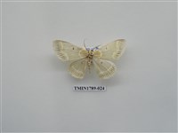 藏品(中國蛾類)的圖片